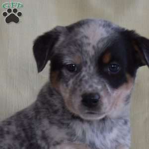 Hope, Blue Heeler – Australian Cattle Dog Puppy