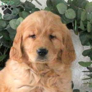 Hope, Golden Retriever Puppy