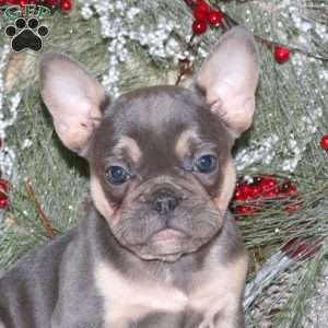 Hope, French Bulldog Puppy