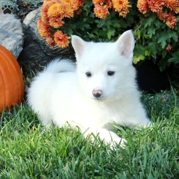 Hopper, American Eskimo Mix Puppy