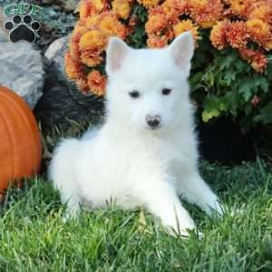 Hopper, American Eskimo Mix Puppy