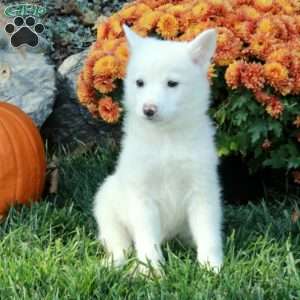 Hopper, American Eskimo Mix Puppy
