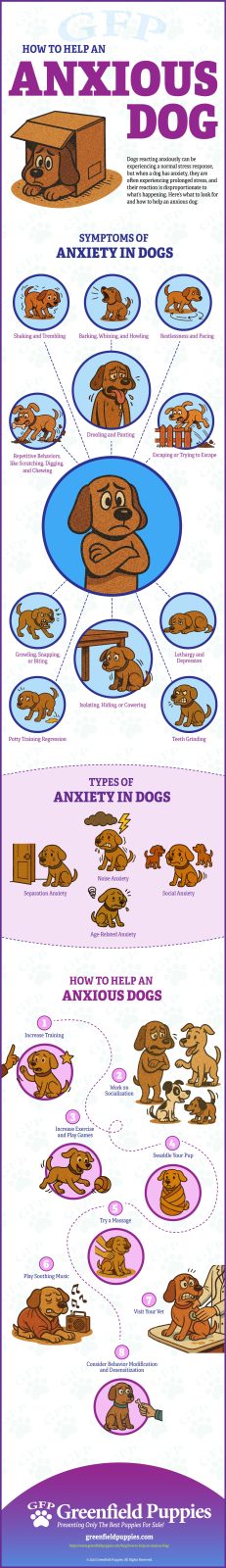 How to Help an Anxious Dog - Infographic by Greenfield Puppies