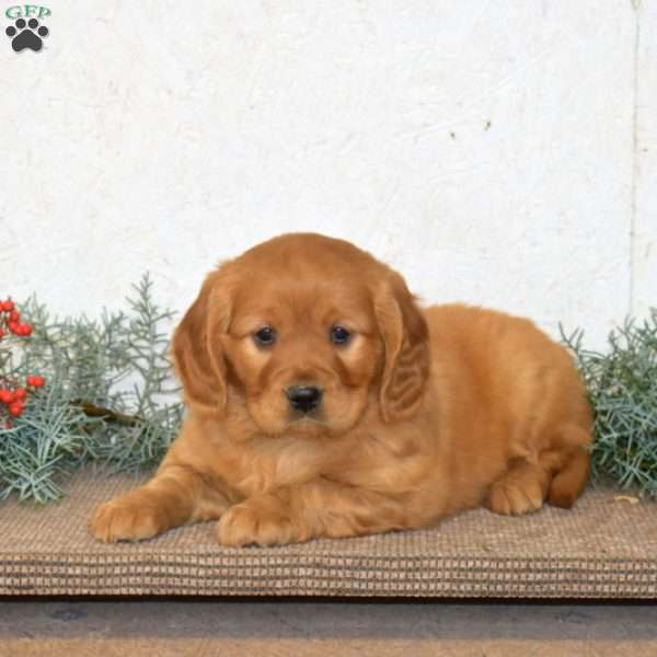 Hudson, Miniature Golden Retriever Puppy