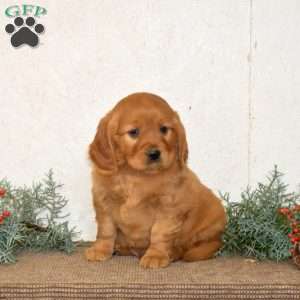 Hudson, Miniature Golden Retriever Puppy
