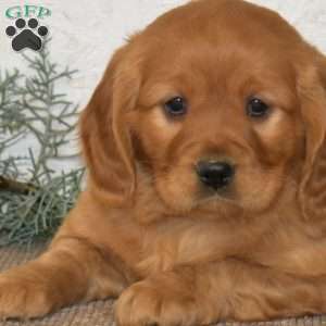 Hudson, Miniature Golden Retriever Puppy