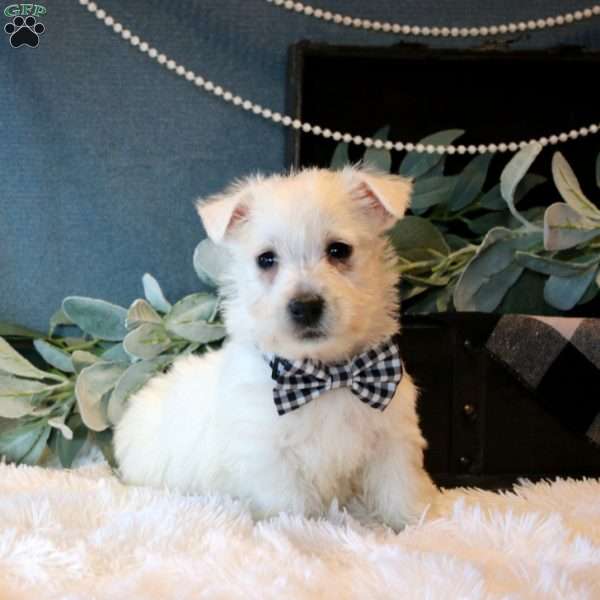 Hudson, West Highland Terrier Puppy