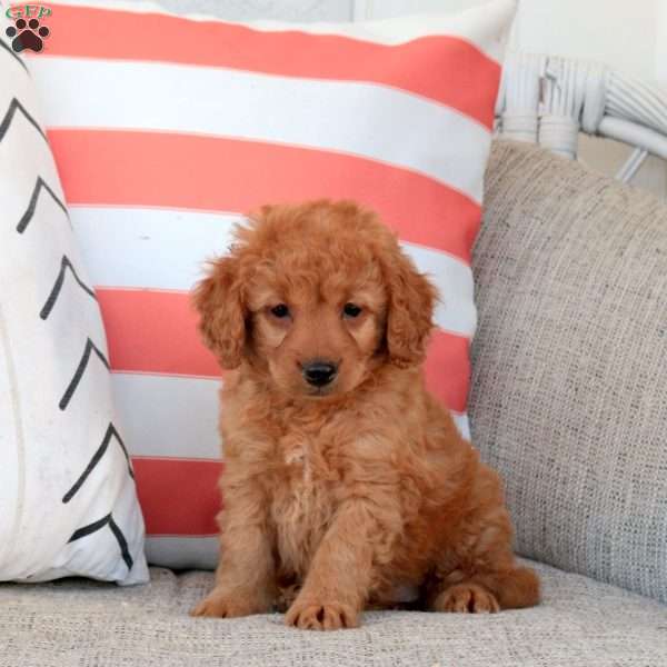 Hugo, Mini Goldendoodle Puppy