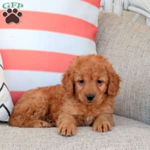 Hugo, Mini Goldendoodle Puppy
