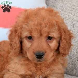 Hugo, Mini Goldendoodle Puppy