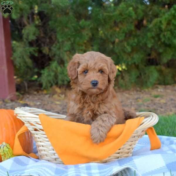 Hunter, Mini Goldendoodle Puppy