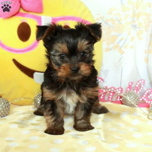 Hunter, Yorkie-Chon Puppy