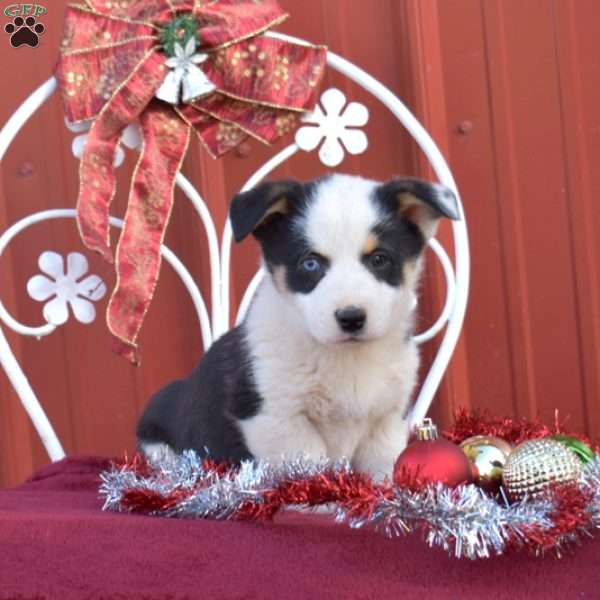 Hunter, Pembroke Welsh Corgi Puppy