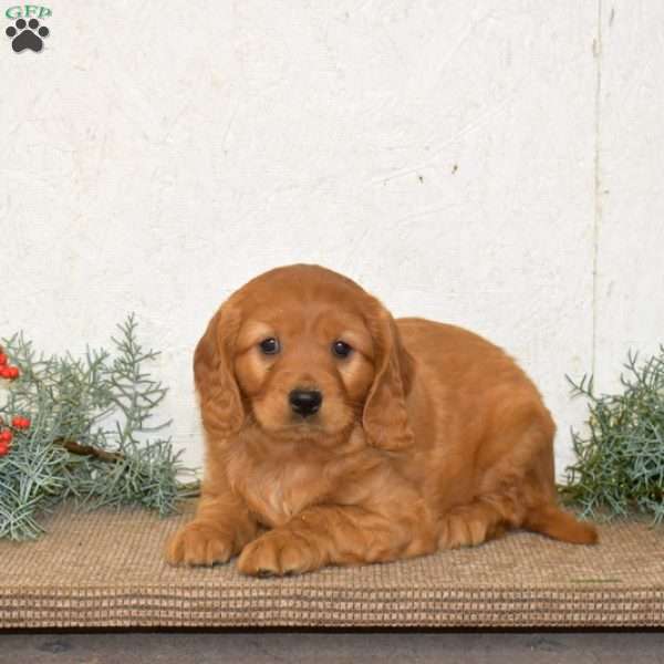Hunter, Miniature Golden Retriever Puppy