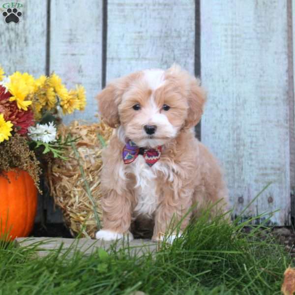 Hunter, Maltipoo Puppy