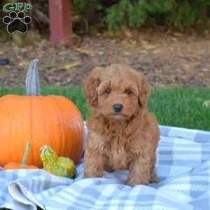 Hunter, Mini Goldendoodle Puppy