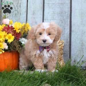 Hunter, Maltipoo Puppy