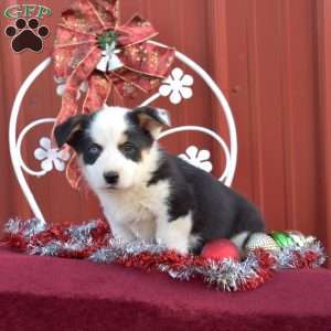 Hunter, Pembroke Welsh Corgi Puppy