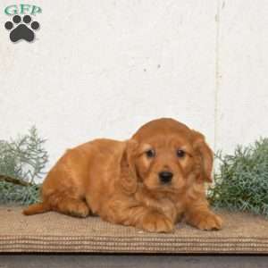 Hunter, Miniature Golden Retriever Puppy