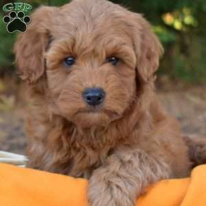 Hunter, Mini Goldendoodle Puppy