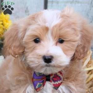 Hunter, Maltipoo Puppy