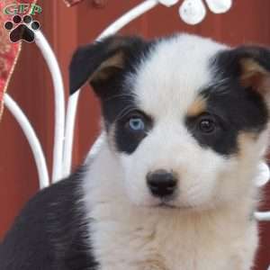 Hunter, Pembroke Welsh Corgi Puppy