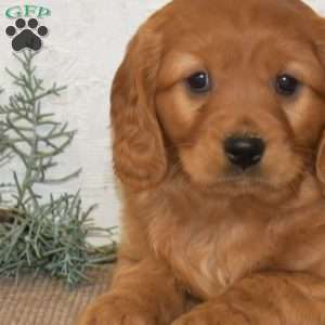 Hunter, Miniature Golden Retriever Puppy