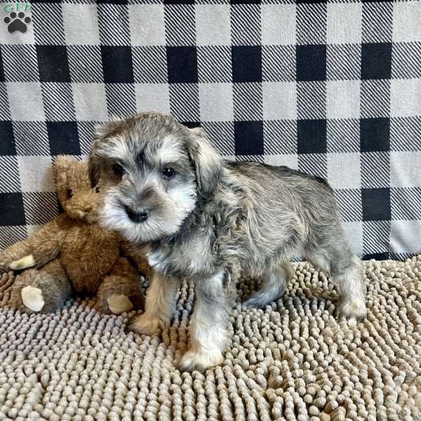 Jake, Miniature Schnauzer Puppy
