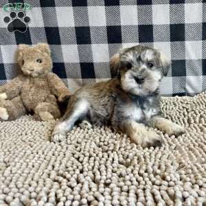 Jake, Miniature Schnauzer Puppy