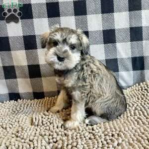 Jake, Miniature Schnauzer Puppy