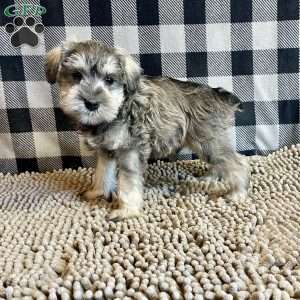Jake, Miniature Schnauzer Puppy