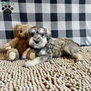 Jake, Miniature Schnauzer Puppy