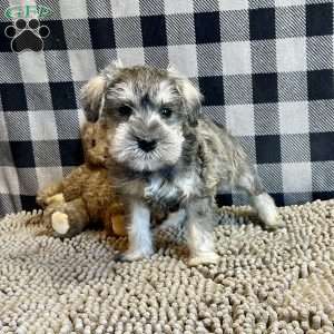 Jake, Miniature Schnauzer Puppy