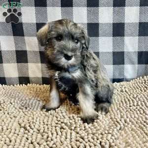 Jesse, Miniature Schnauzer Puppy