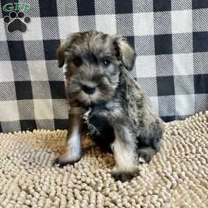Jesse, Miniature Schnauzer Puppy