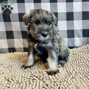 Jesse, Miniature Schnauzer Puppy