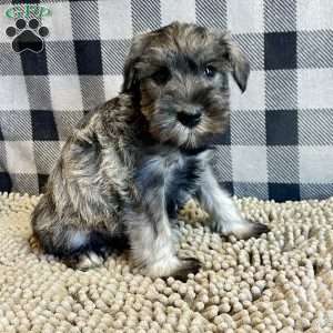 Jesse, Miniature Schnauzer Puppy