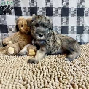Jesse, Miniature Schnauzer Puppy