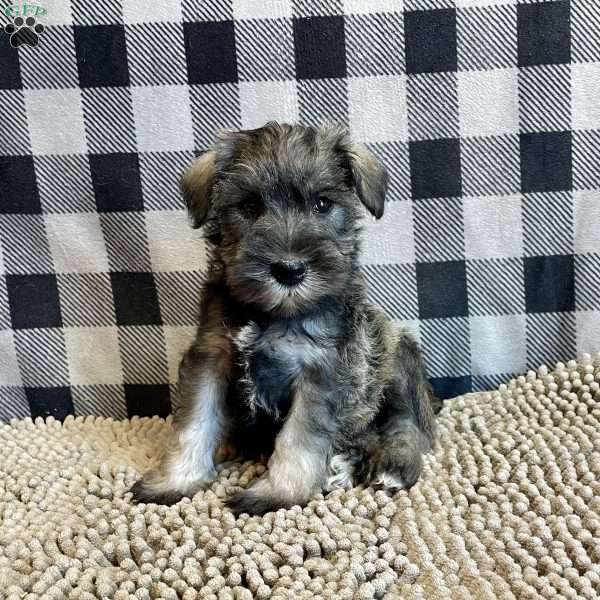Jesse, Miniature Schnauzer Puppy