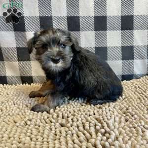 Joel, Miniature Schnauzer Puppy