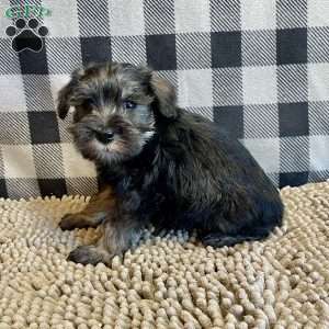 Joel, Miniature Schnauzer Puppy