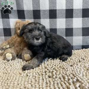 Joel, Miniature Schnauzer Puppy