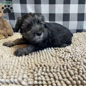 Joel, Miniature Schnauzer Puppy