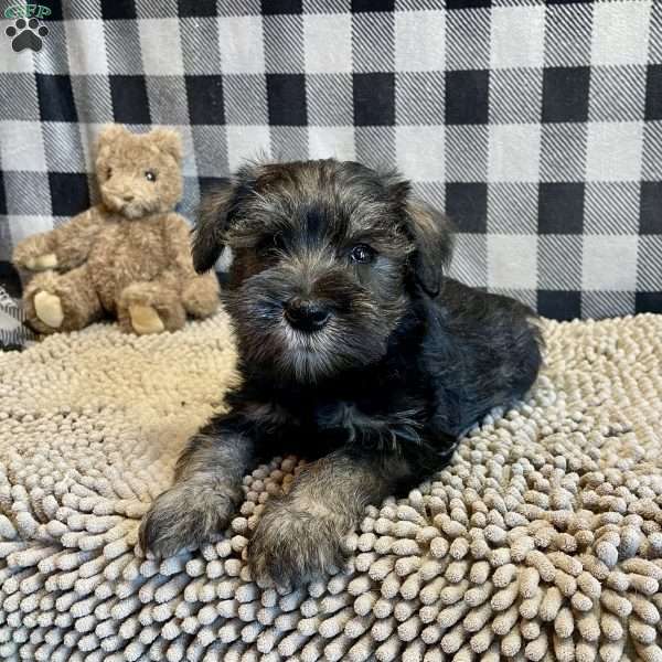 Joel, Miniature Schnauzer Puppy