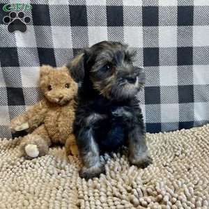 Joel, Miniature Schnauzer Puppy