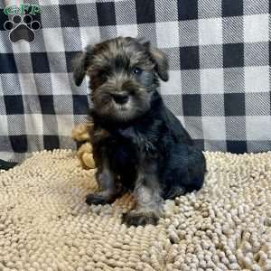 Joel, Miniature Schnauzer Puppy