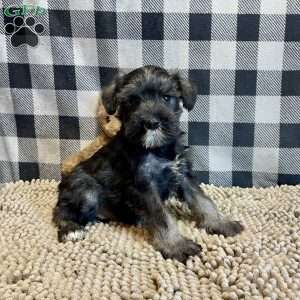 Jane, Miniature Schnauzer Puppy