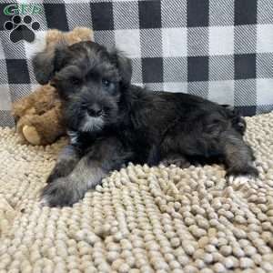 Jane, Miniature Schnauzer Puppy
