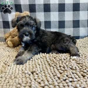 Jane, Miniature Schnauzer Puppy