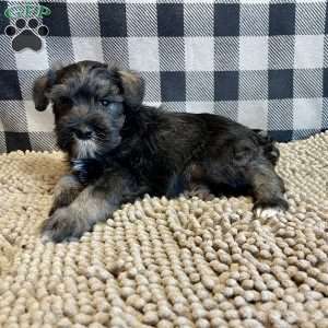 Jane, Miniature Schnauzer Puppy